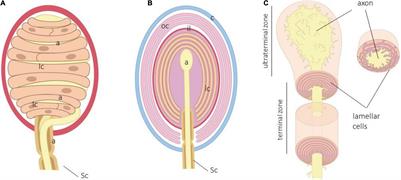 The Lamellar Cells of Vertebrate Meissner and Pacinian Corpuscles: Development, Characterization, and Functions